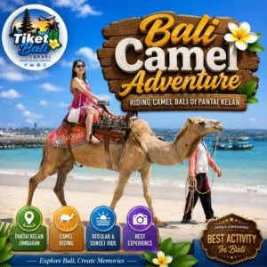 Bali Camel Adventure Riding